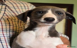 Whippet dogs for sale: Kc reg whippet litter.  male & female available - Image 3