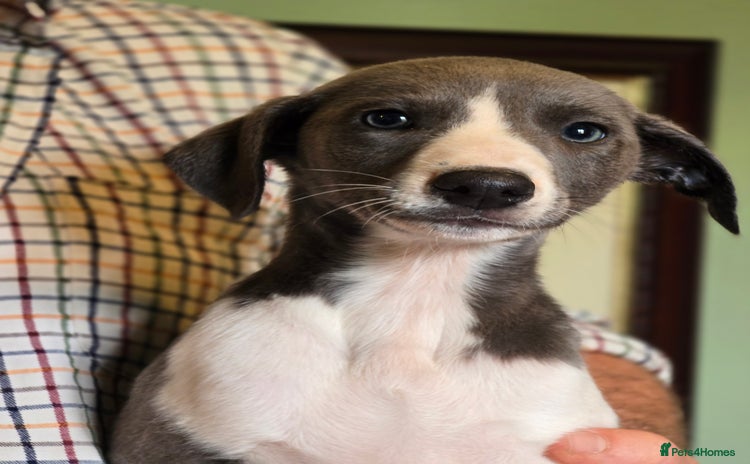 Whippet dogs - Advert 1