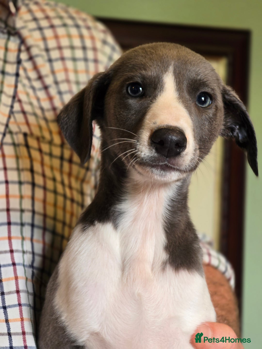 Whippet dogs for sale: Kc reg whippet litter.  male & female available - Image 3