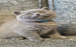 British Shorthair cats for sale: British Shorthair Male Kitten (GCCF) - Advert 13