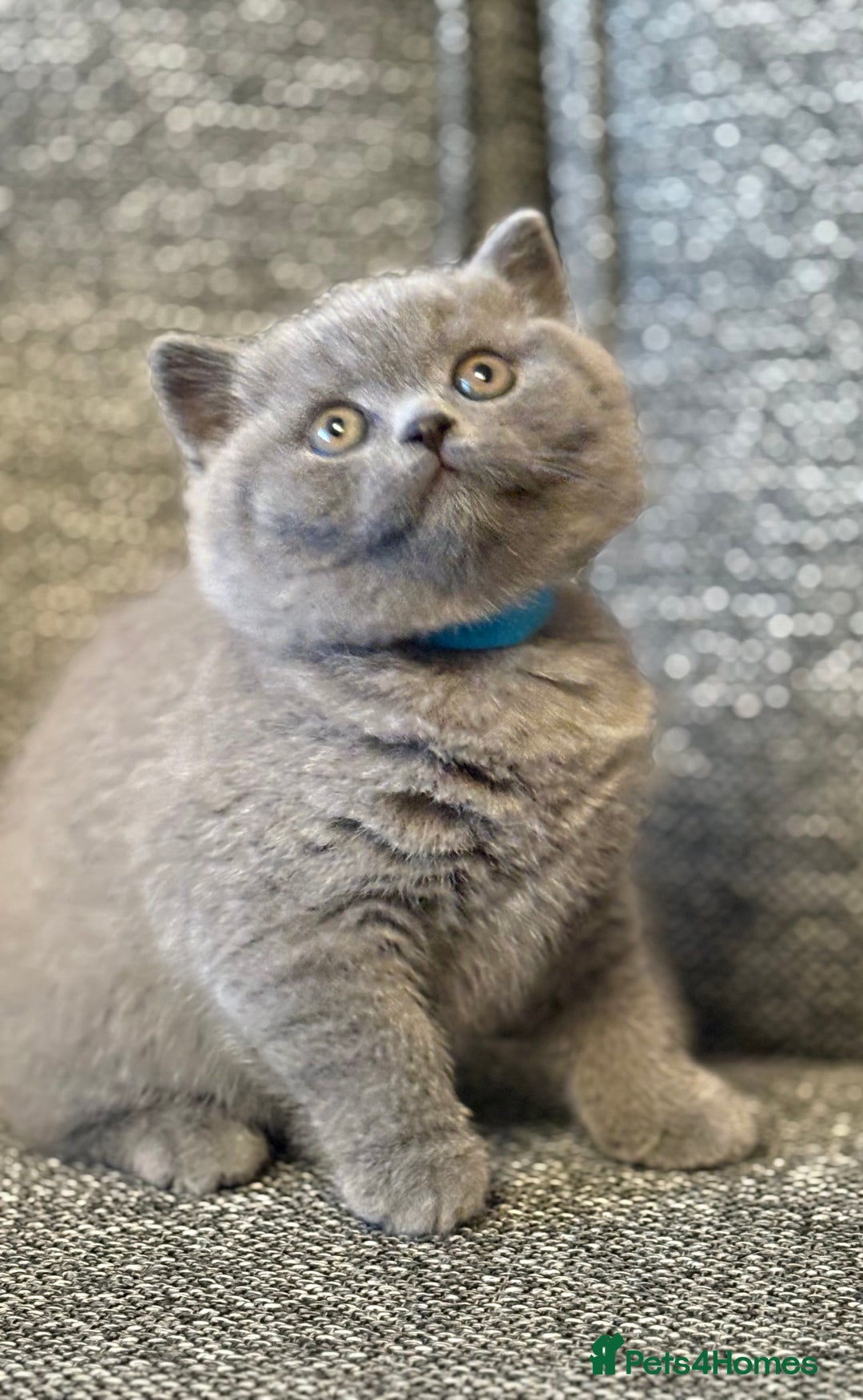 British Shorthair cats for sale: British Shorthair Male Kitten (GCCF) - Advert 13