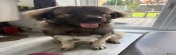 Caucasian Shepherd Dog dogs for stud: KIZER caucasian shepherd  - Advert 3