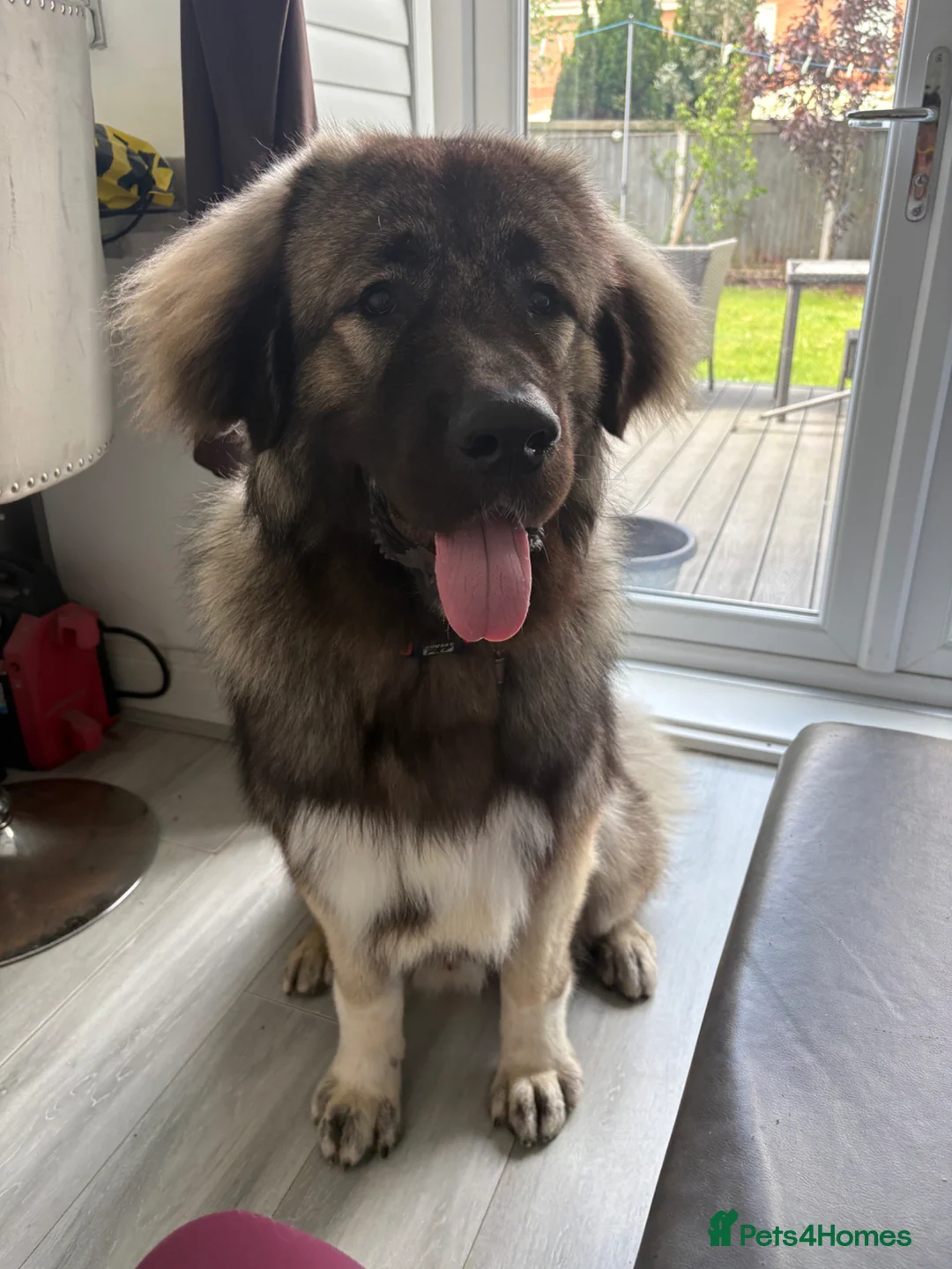 Caucasian Shepherd Dog dogs for stud: KIZER caucasian shepherd  - Advert 3