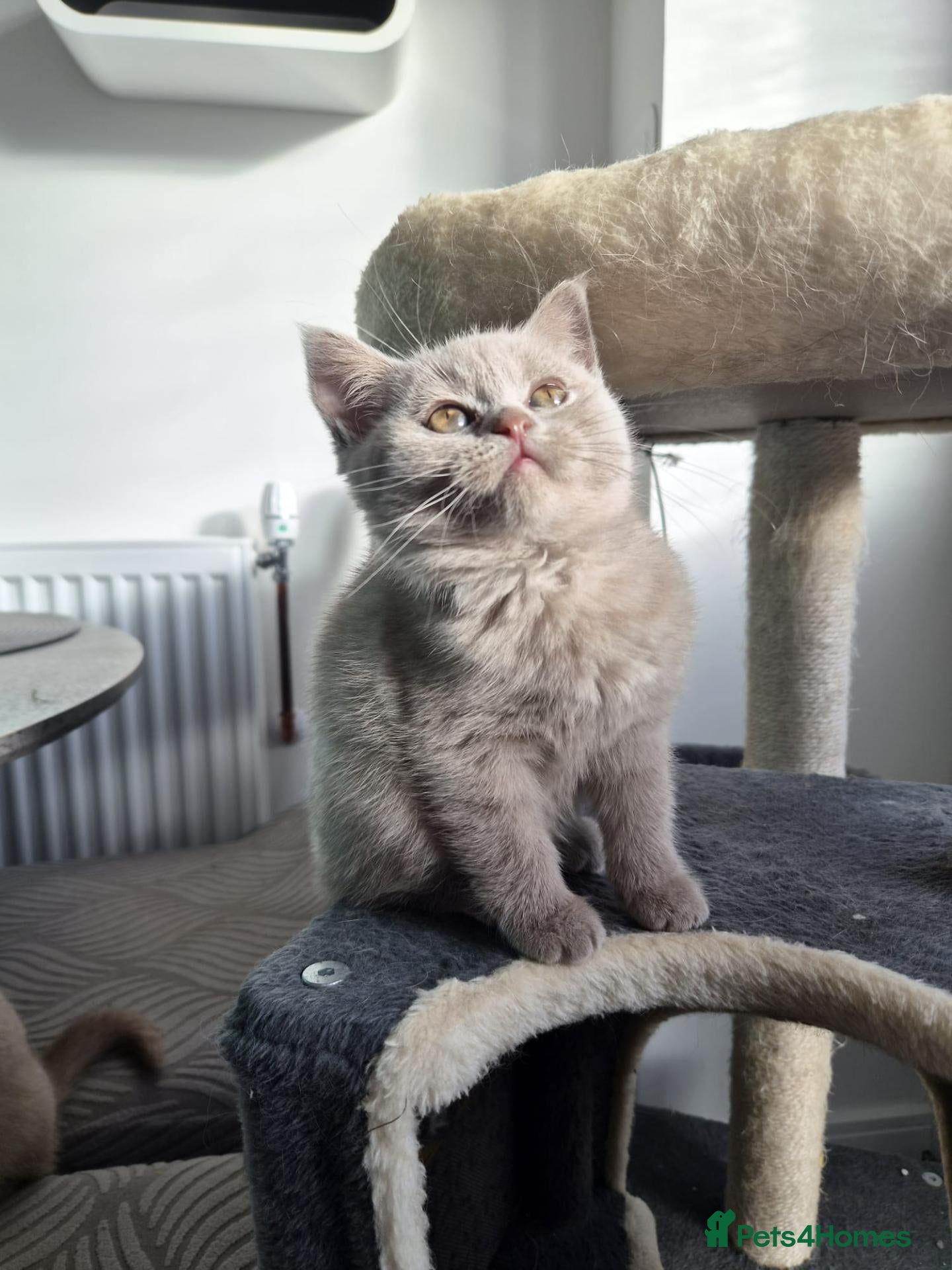 Scottish Fold cats 3 scottish stright females  - Advert 4