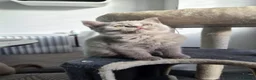 Scottish Fold cats for sale: 3 scottish stright females  - Advert 1