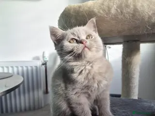 Scottish Fold cats 3 scottish stright females - Advert 8