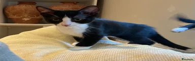 Calypso