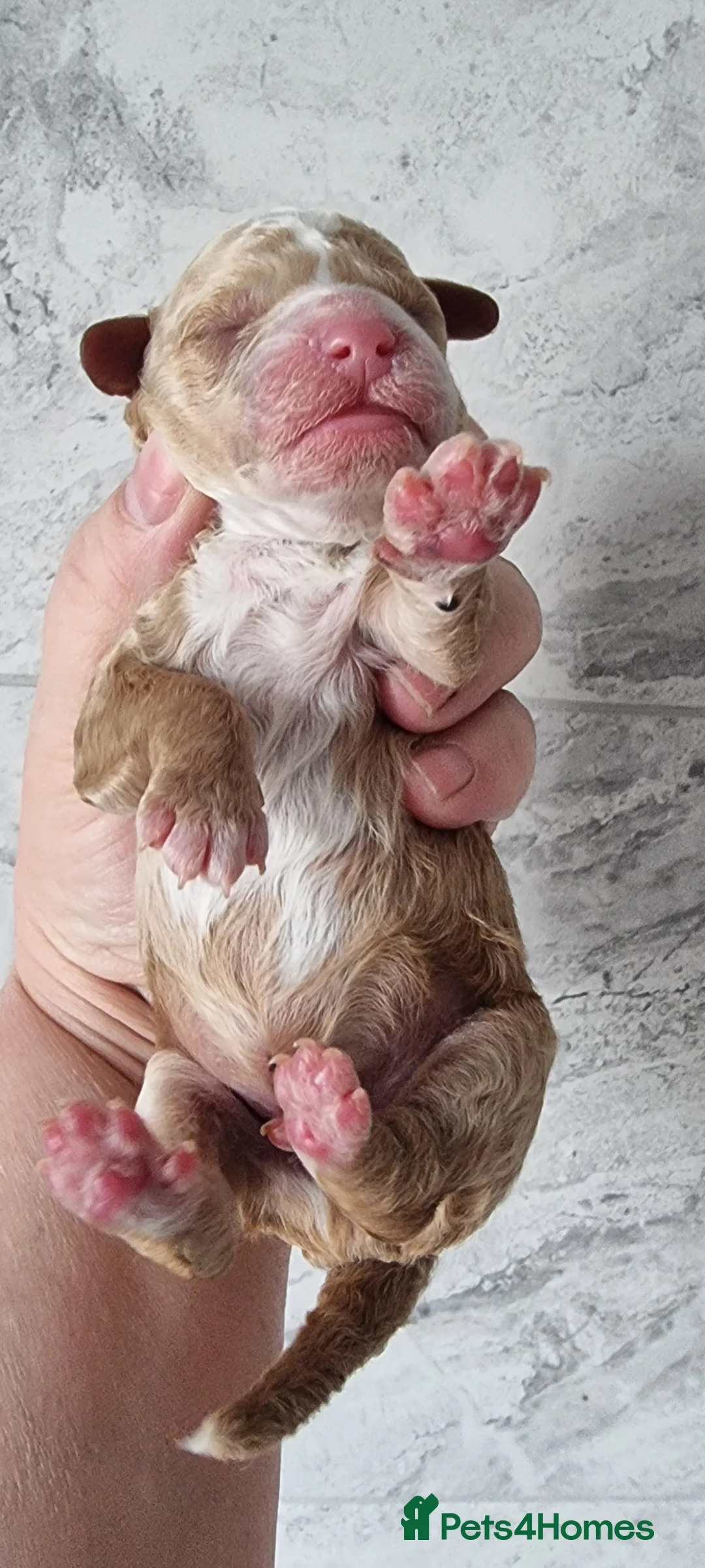 Toy Poodle dogs for sale: Full pedigree toy poodles - Advert 7