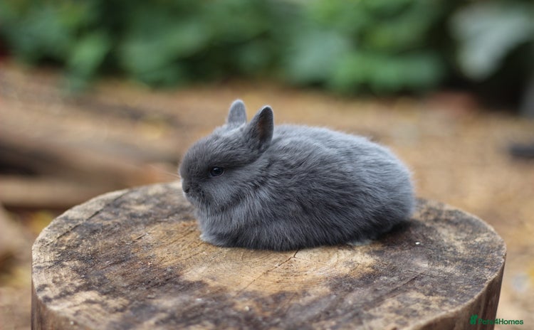 Netherland Dwarf rabbits - Advert 3