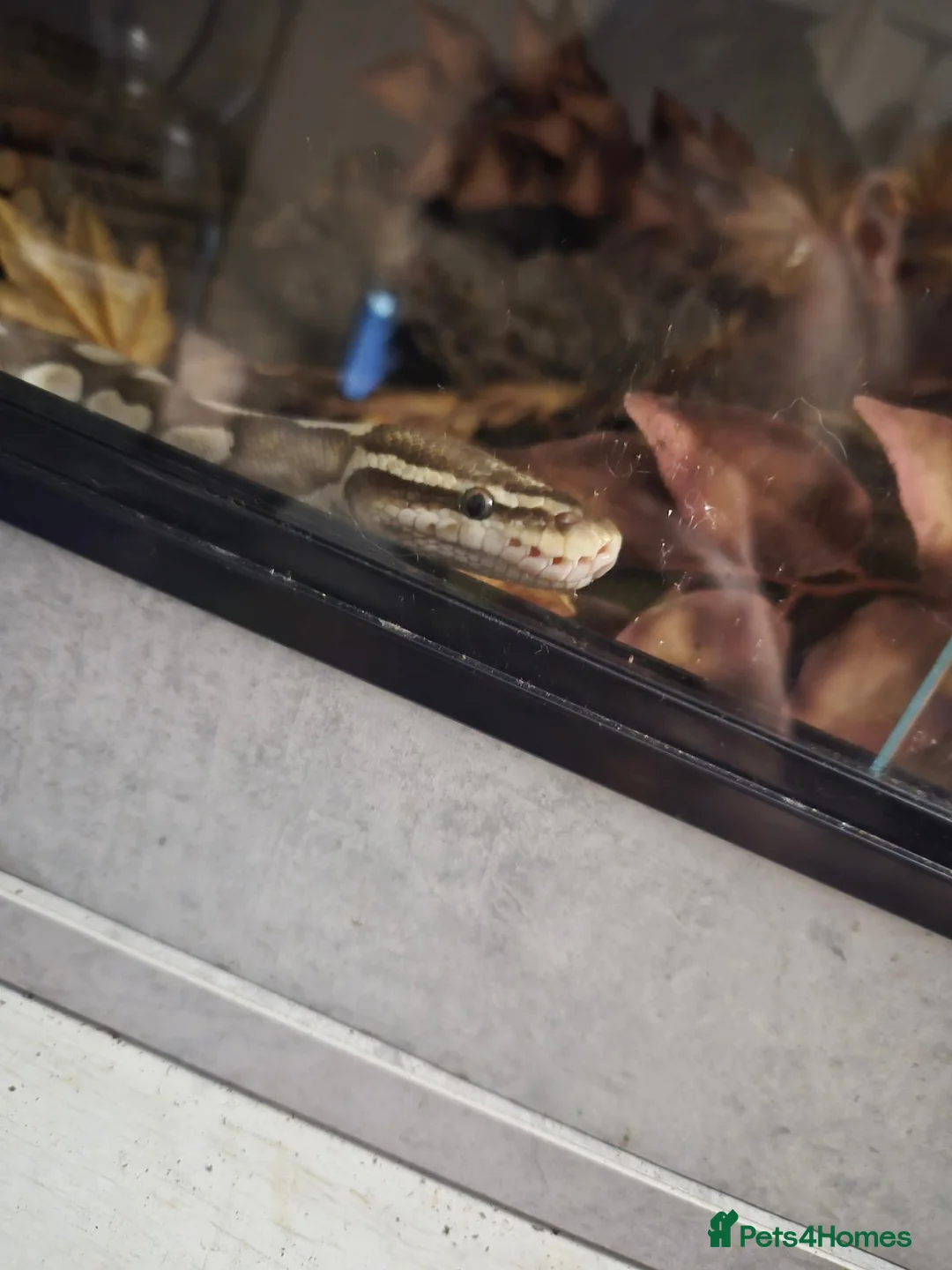 Python Snake reptiles for sale: Lesser Platium Ball Python - Advert 9
