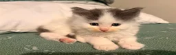 Mixed Breed cats for sale: Super cute Mainecoon x Persian  - Advert 7