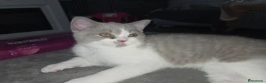 British Shorthair 1