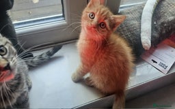 British Shorthair cats for sale: Glorious Pure BSH Kittens Ready Now! - Advert 18