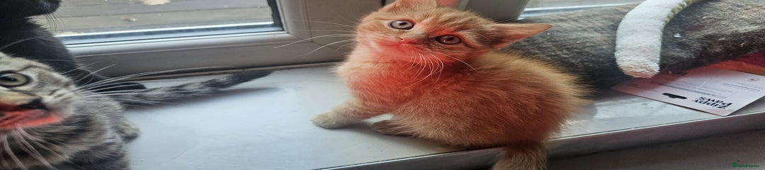 British Shorthair Kitten 4