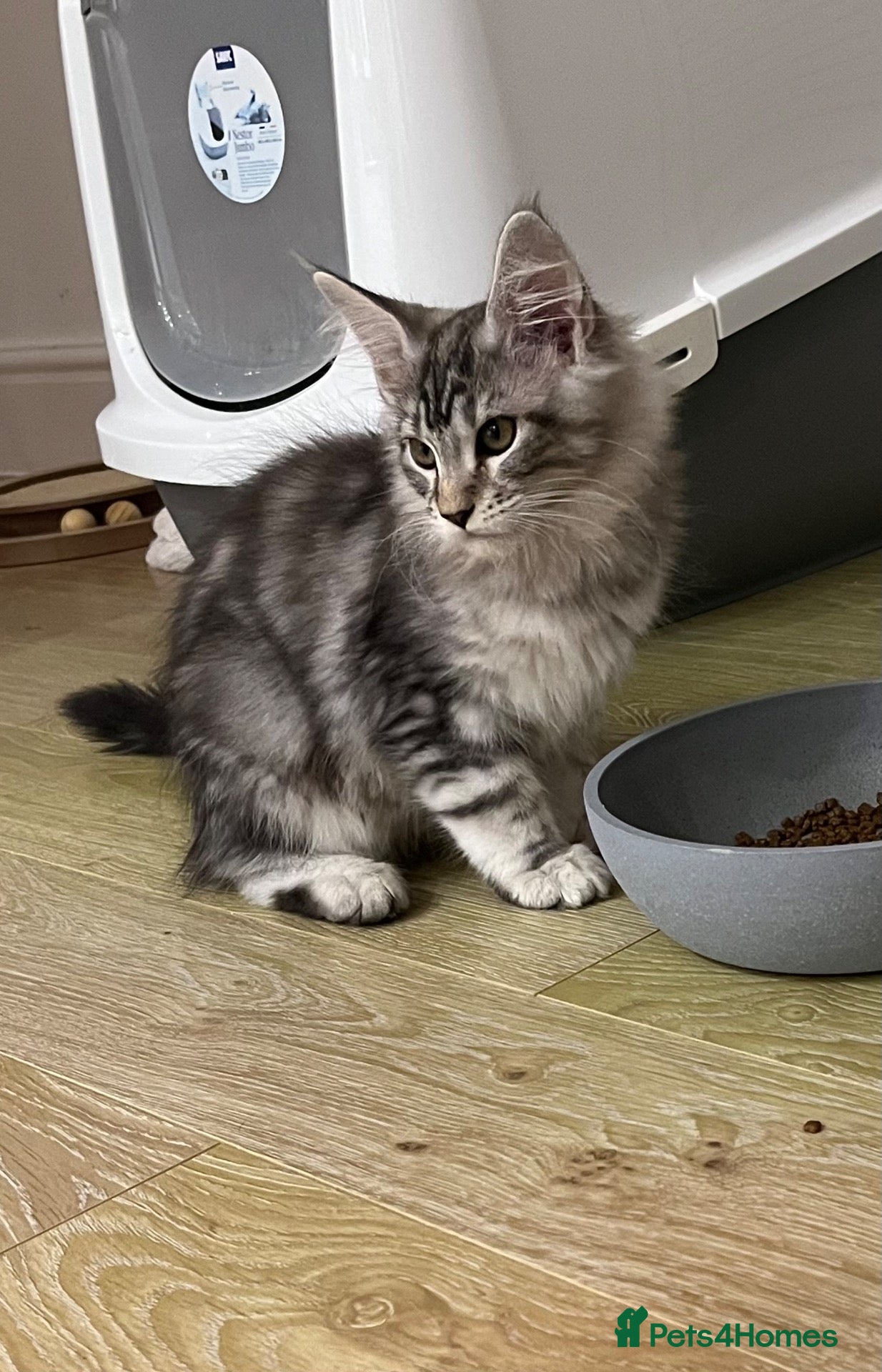 Maine Coon cats for sale: Maine coon kittens GCCF registered - Advert 18