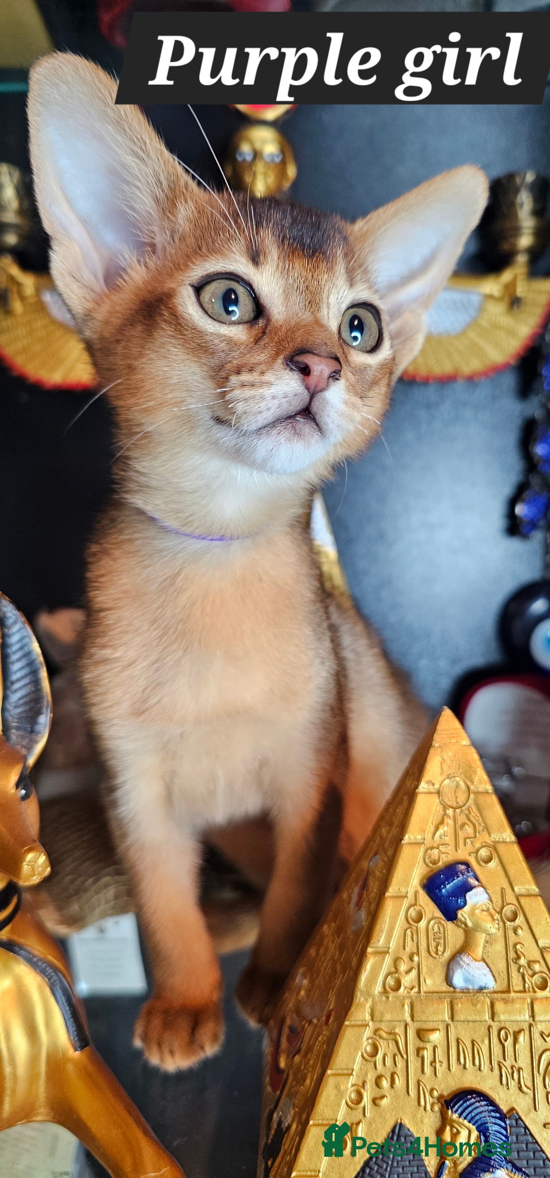 Abyssinian cats Abyssinian CHAMPION🏆 kittens🐱 - Advert 3