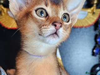 Abyssinian cats Abyssinian CHAMPION🏆 kittens🐱 - Advert 3
