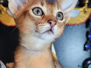 Abyssinian cats Abyssinian CHAMPION🏆 kittens🐱 - Advert 10