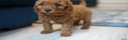 Labradoodle dogs for sale: Miniature Labradoodles - Advert 20