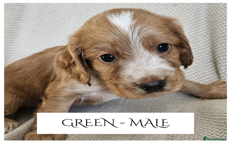 Cocker Spaniel dogs - Advert 1