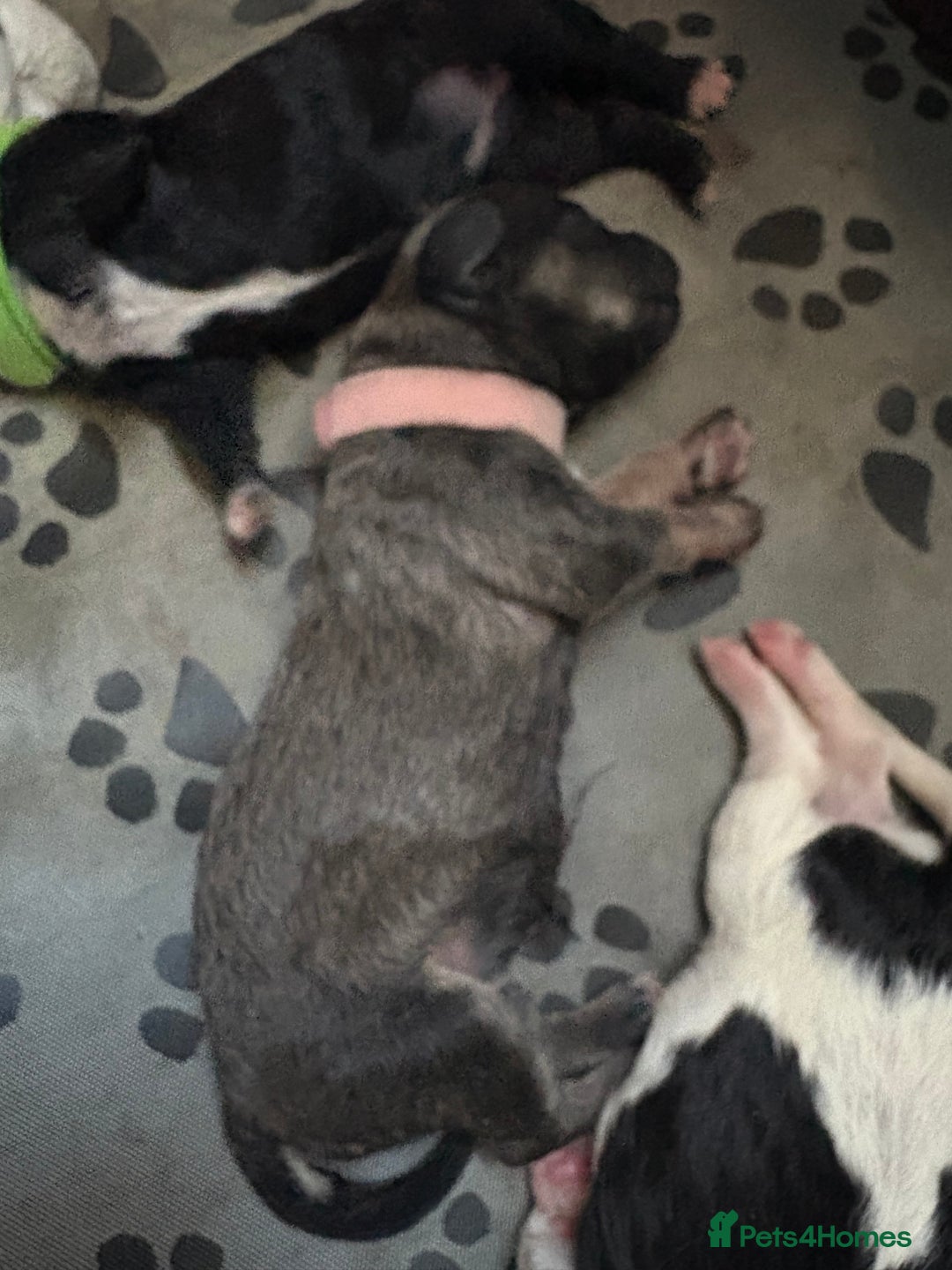 Mixed Breed dogs for sale: 6 beautiful Shihpoo + cotton de Tulear puppies - Image 8