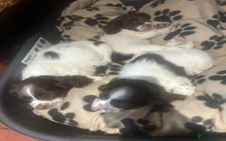 English Springer Spaniel dogs for sale: English springer spaniel puppies for sale - Image 5