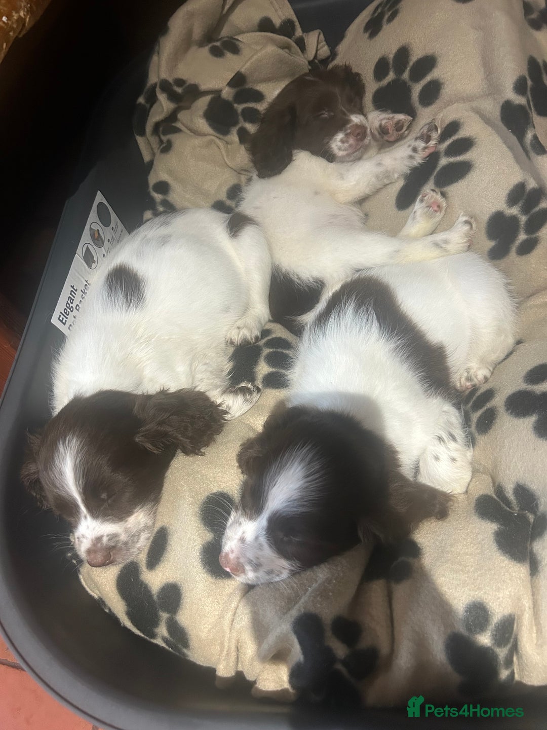 English Springer Spaniel dogs for sale: English springer spaniel puppies for sale - Image 5