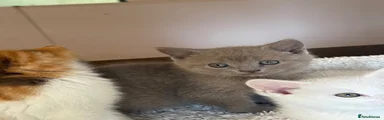 British Shorthair 2