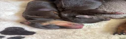 Miniature Dachshund dogs for sale: Miniature dachshund puppies  - Advert 3
