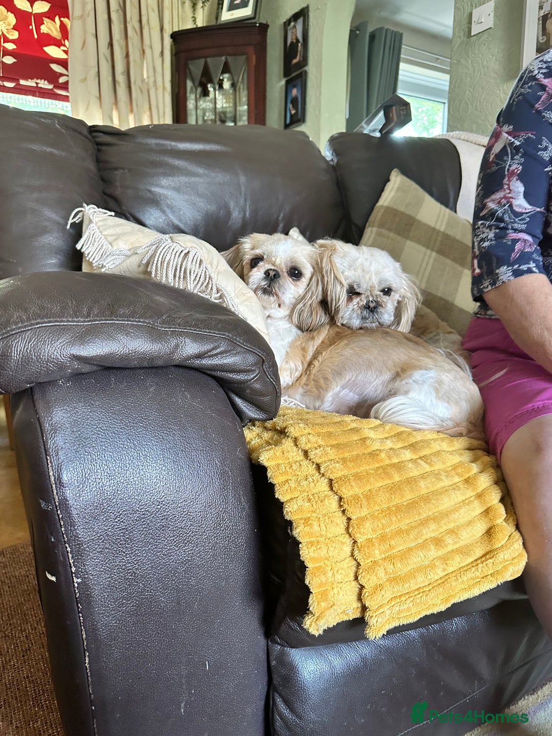 Shihpoo dogs for sale: Adorable Shihpoo Puppies - Image 16