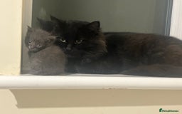 Mixed Breed cats for sale: Russian blue cross stunning kittens 10 weeks old  - Image 12