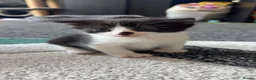 Mixed Breed cats for sale: Litter of 3 beautiful kittens  - Advert 4