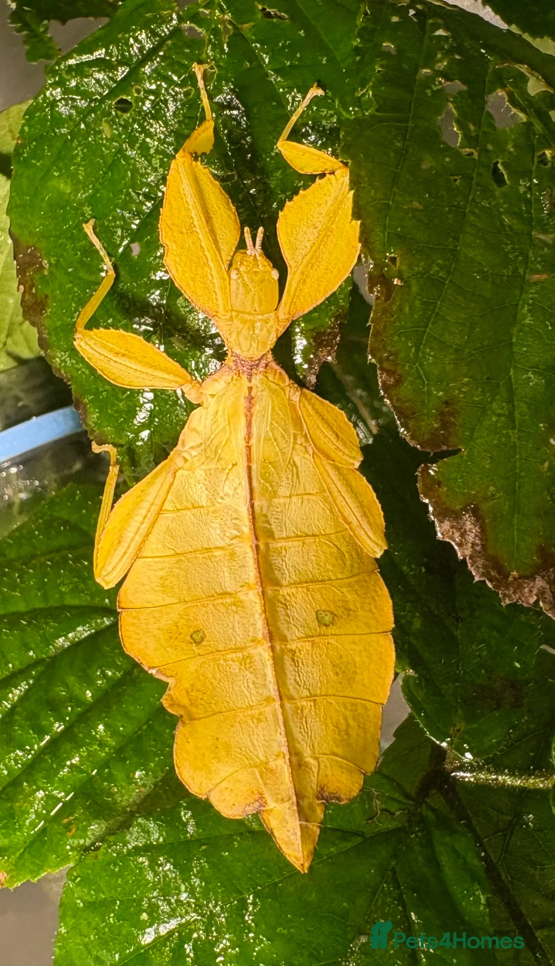 Stick Insects invertebrates for sale: Phyllium philippinicum nymphs (leaf insects) - Advert 2