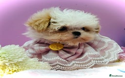 Maltipoo dogs for sale: Luxury Korean F1b maltipoos 😍🐶🐾 - Image 6
