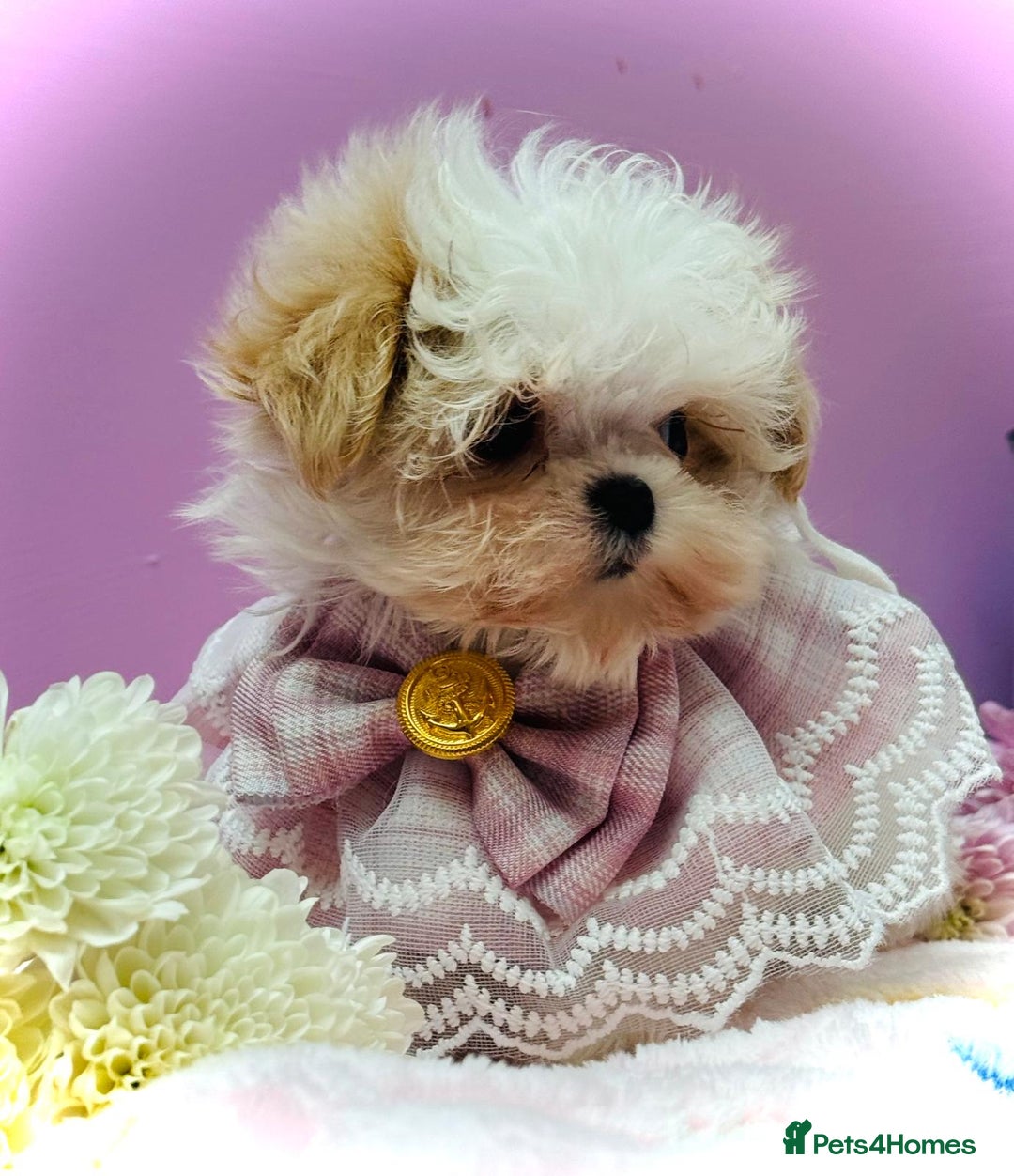 Maltipoo dogs for sale: Luxury Korean F1b maltipoos 😍🐶🐾 - Image 6