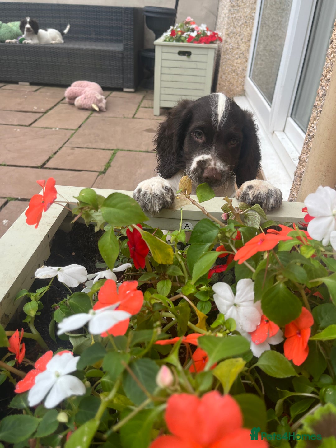English Springer Spaniel dogs for sale: Superb DNA KC Champion Bred Working Springer Pups - Image 39