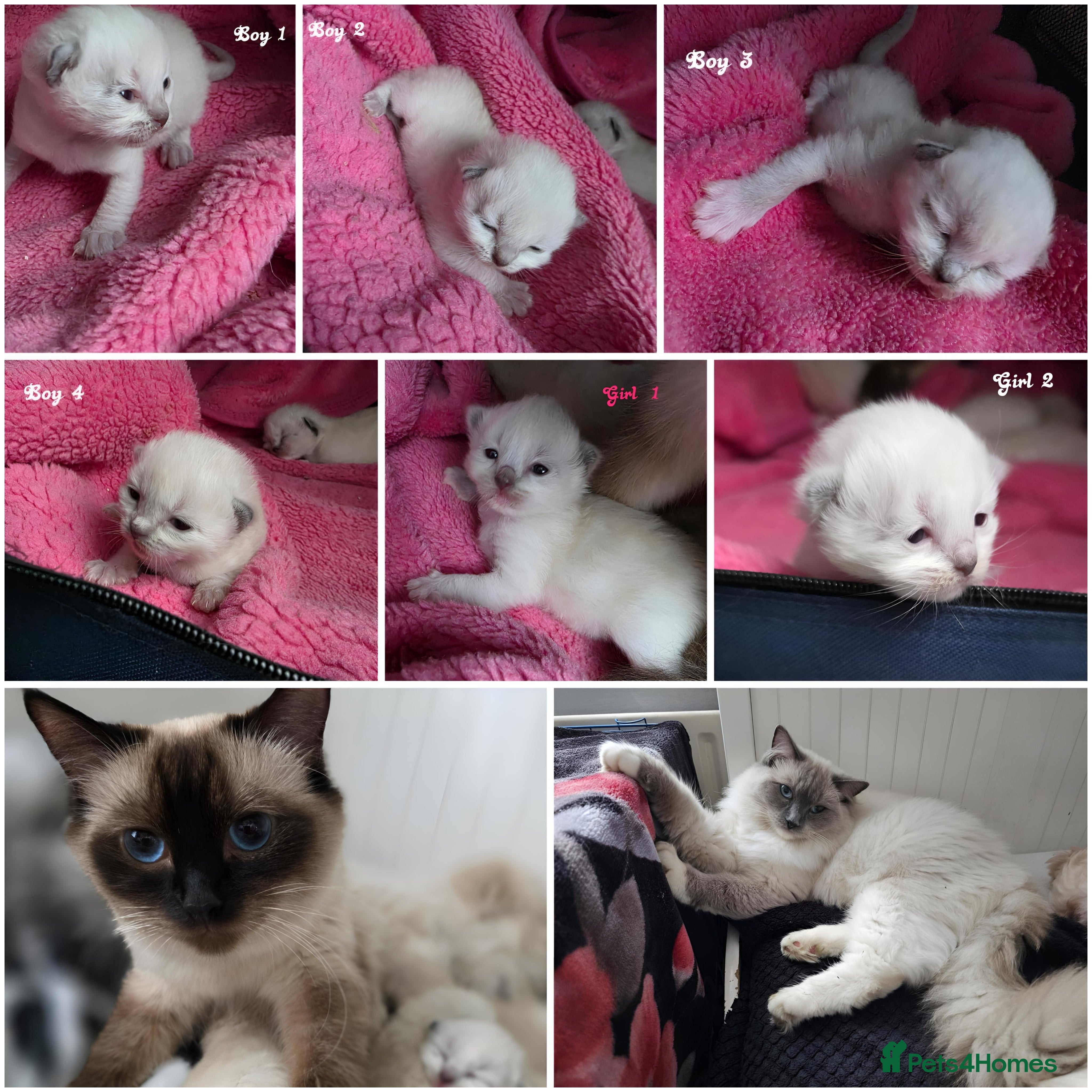 Ragdoll cats  Ragdoll Kittens♥️Reservation Open! 🐱❣️ - Advert 6