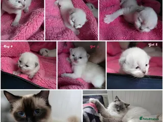 Ragdoll cats Ragdoll Kittens♥️Reservation Open! 🐱❣️ - Advert 6