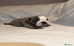 English Bulldog dogs for sale: Winnies babies - Image 10