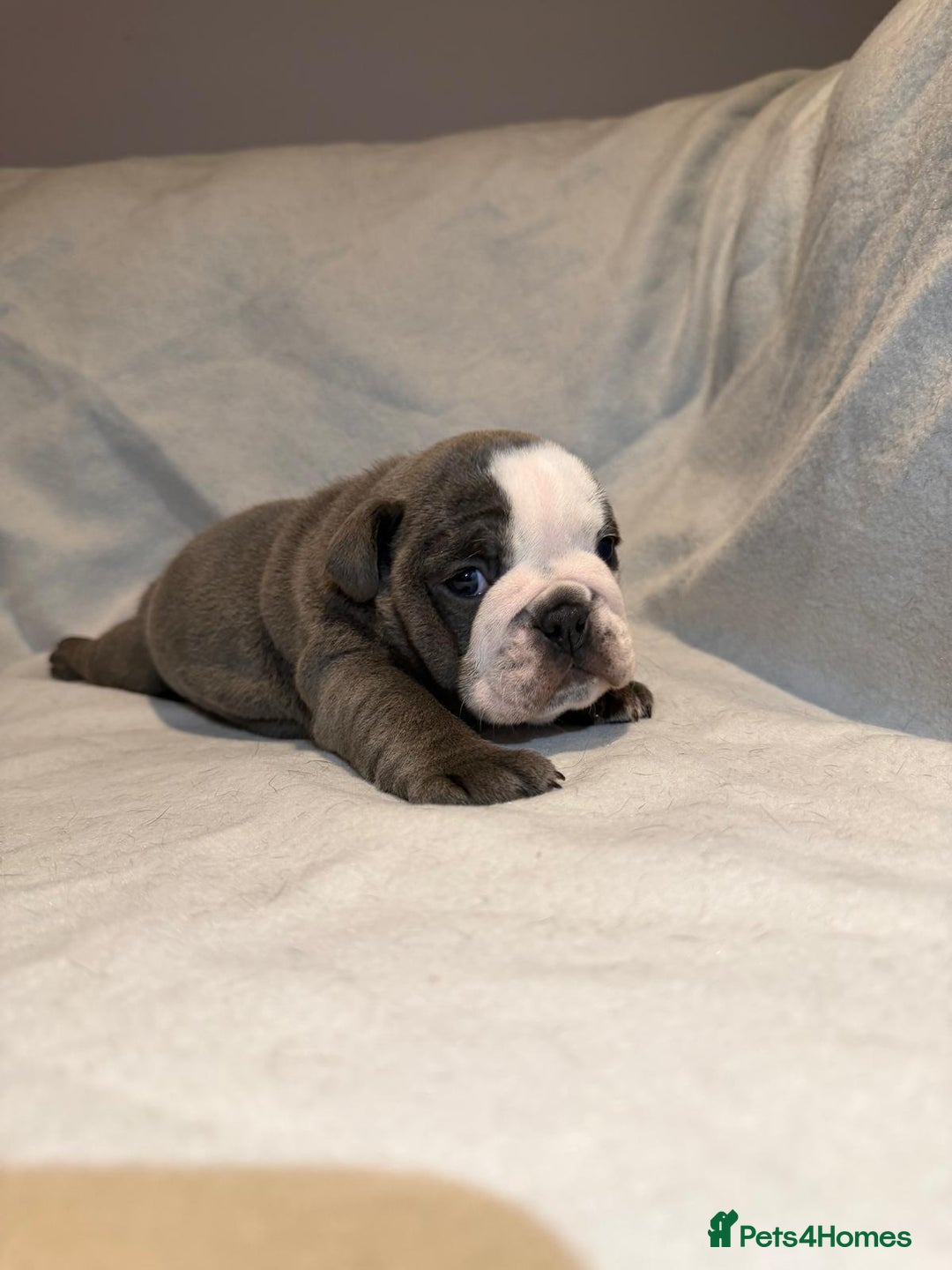 English Bulldog dogs for sale: Winnies babies - Image 10