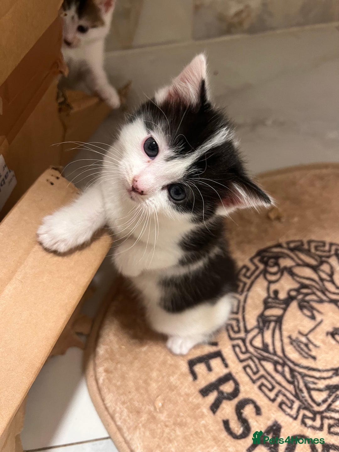 European cats for sale: Kittens available now taby ginger - Advert 6