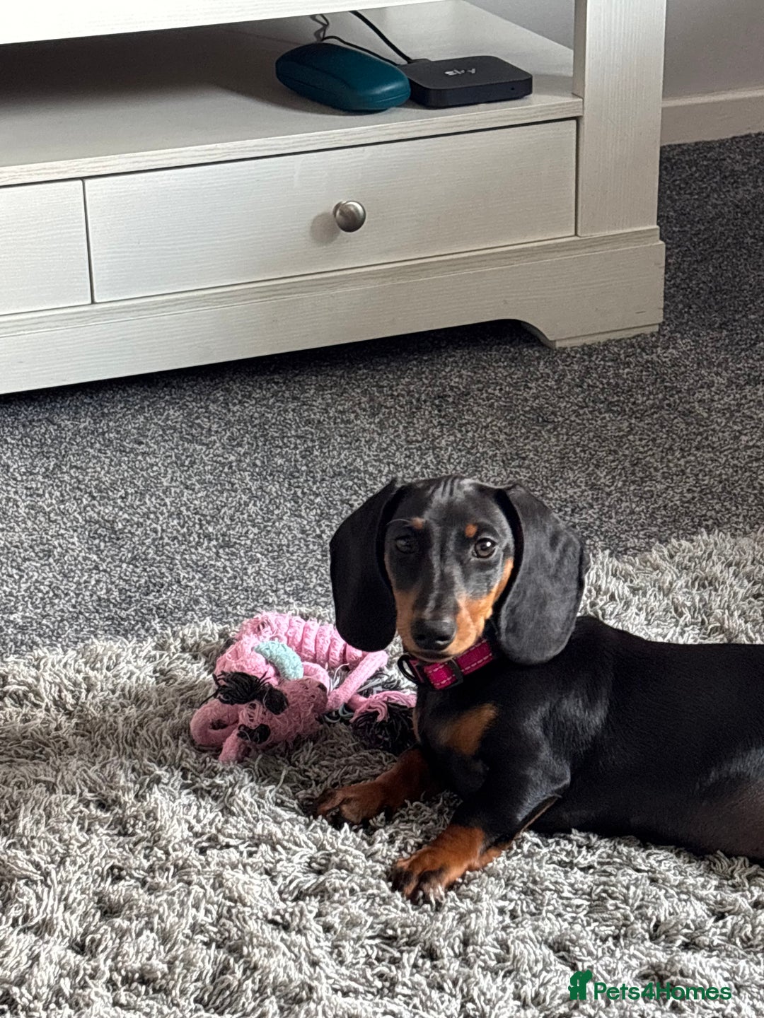 Miniature Dachshund dogs for sale: Minature Dacshund - Image 4