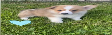 Welsh Corgi Pembroke 1