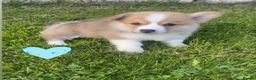 Welsh Corgi Pembroke dogs for sale: Gorgeous RKC reg corgi's DNA health tested parents - Advert 13