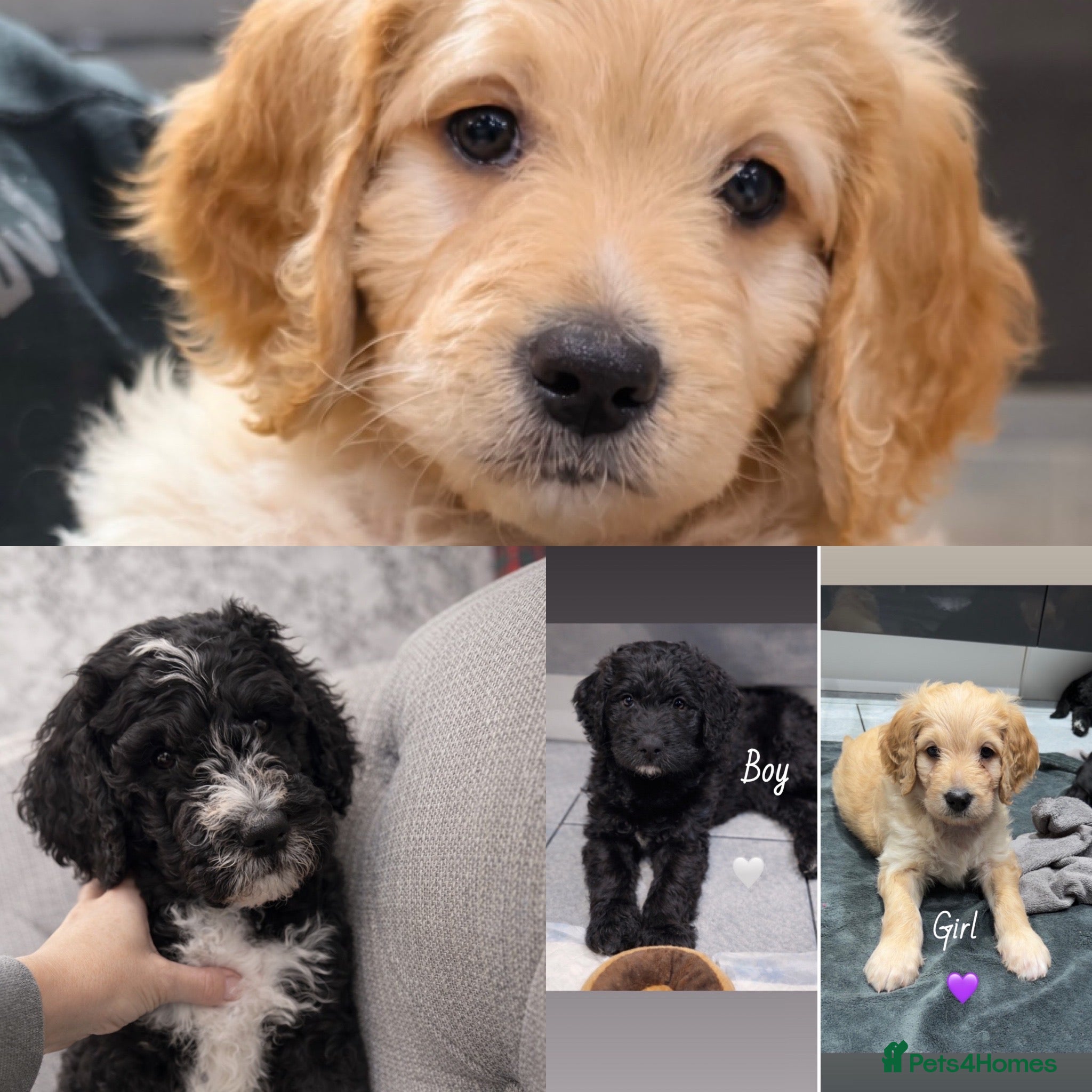 Mixed Breed dogs READY NEXT WEEK!! Stunning Litter of Bernadoodles - Advert 3