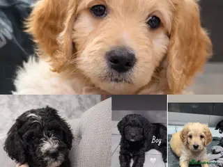 Mixed Breed dogs READY NEXT WEEK!! Stunning Litter of Bernadoodles - Advert 3