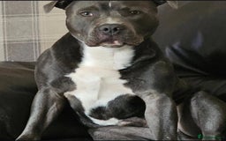 Staffordshire Bull Terrier dogs for sale: Purebred Staffordshire bull terrier puppies - Image 12