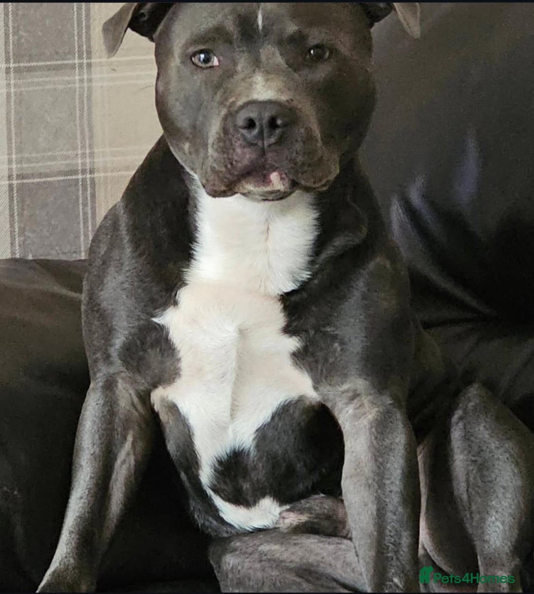 Staffordshire Bull Terrier dogs for sale: Purebred Staffordshire bull terrier puppies - Image 12