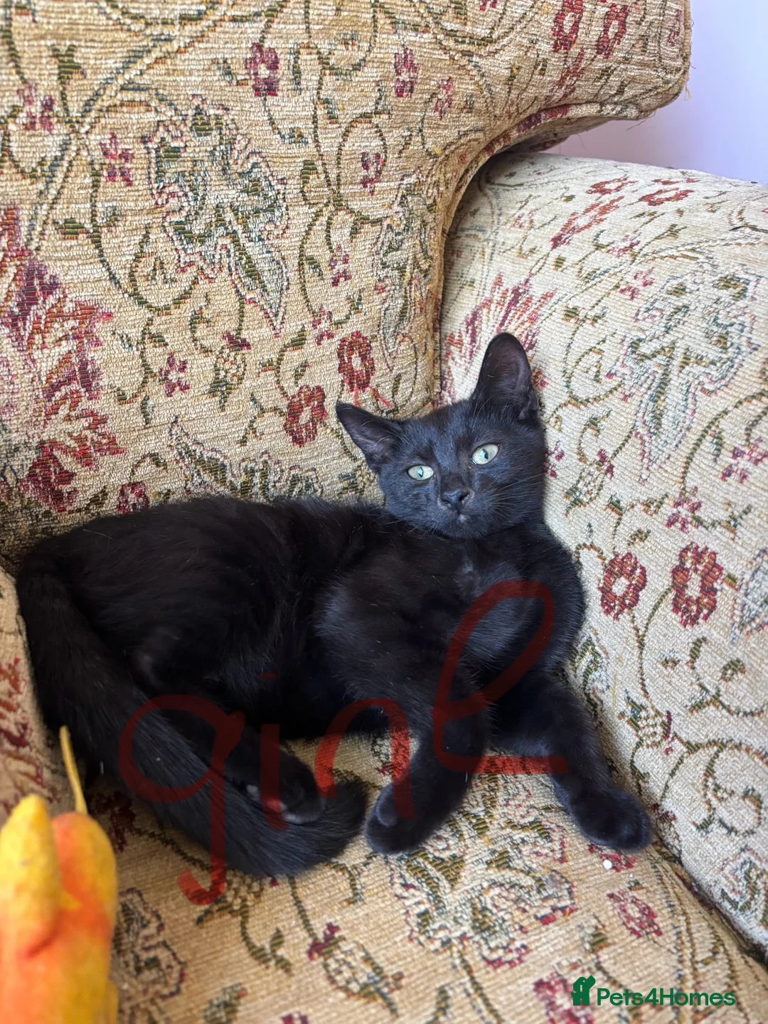 European cats for sale: Kittens for sale  in Coventry - Advert 4