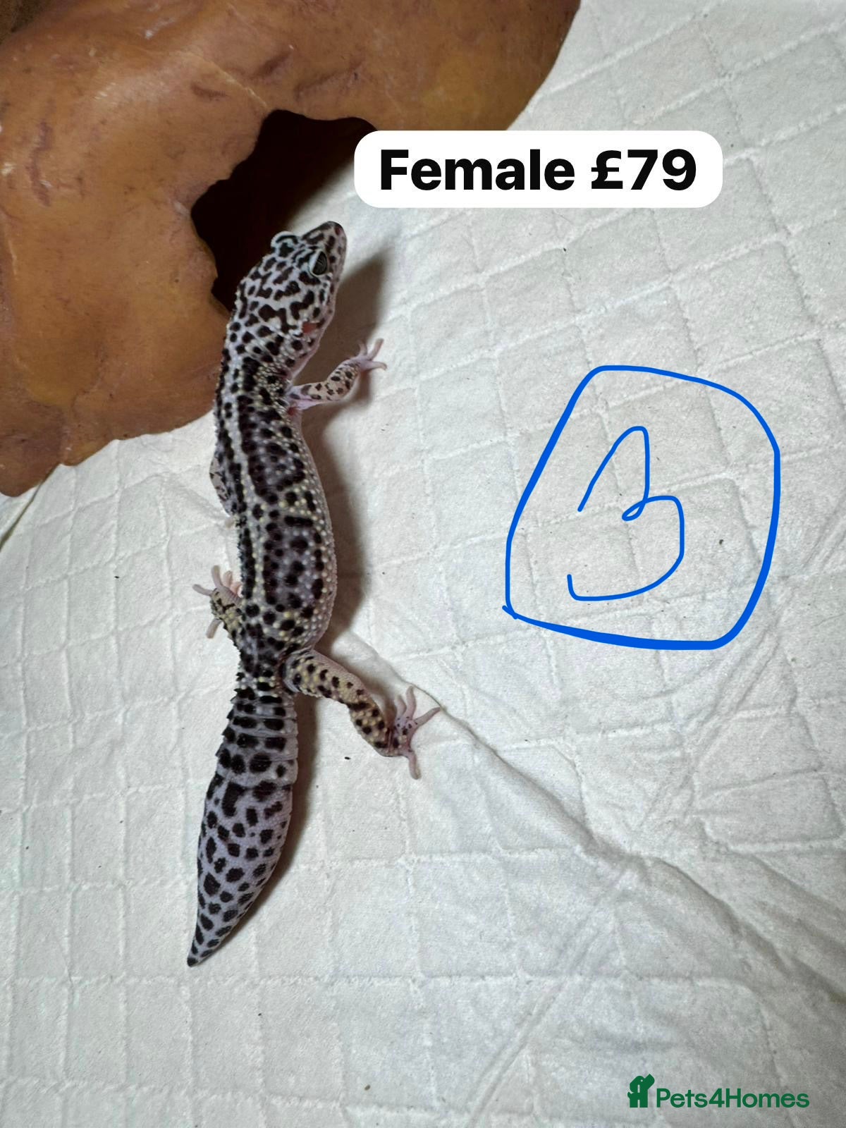 Leopard Gecko reptiles crested geckos - possible a full setup  - Advert 5